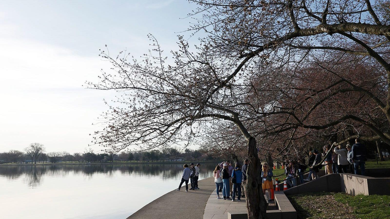 National Park Service set to remove nearly 160 cherry trees in DC to repair seawall